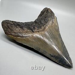 Sharply serrated, blue and cream 3.82 Fossil MEGALODON Shark Tooth USA