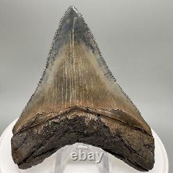 Sharply serrated, blue and cream 3.82 Fossil MEGALODON Shark Tooth USA
