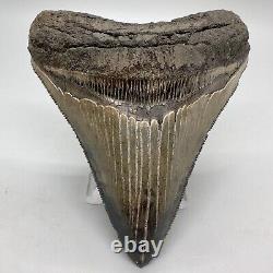 Sharply serrated, blue and cream 3.82 Fossil MEGALODON Shark Tooth USA