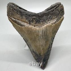 Sharply serrated, blue and cream 3.82 Fossil MEGALODON Shark Tooth USA