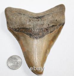 Slightly DEFORMED MEGALODON Shark Tooth Fossil 4.76 HUGE COMMERCIAL GRADE