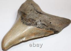 Slightly DEFORMED MEGALODON Shark Tooth Fossil 4.76 HUGE COMMERCIAL GRADE