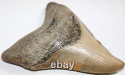 Slightly DEFORMED MEGALODON Shark Tooth Fossil 4.76 HUGE COMMERCIAL GRADE