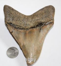 Slightly DEFORMED MEGALODON Shark Tooth Fossil 4.76 HUGE COMMERCIAL GRADE