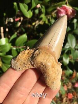 Sokolovi Fossil Shark Tooth 3.28Morocco, Megalodon Era Tooth, Auriculatus