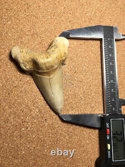 Sokolovi Fossil Shark Tooth 3.28Morocco, Megalodon Era Tooth, Auriculatus