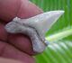 Sokolowi Auriculatus Shark Tooth 1 & 3/4 Rare Real Fossil Megalodon Era