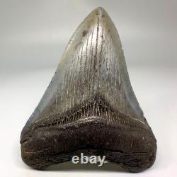 Solid Complete 3.70 Fossil MEGALODON Shark Tooth USA