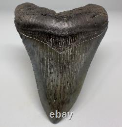 Solid Complete 3.70 Fossil MEGALODON Shark Tooth USA