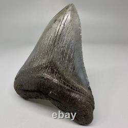 Solid Complete 3.70 Fossil MEGALODON Shark Tooth USA