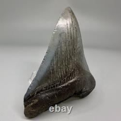 Solid Complete 3.70 Fossil MEGALODON Shark Tooth USA