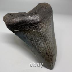 Solid Complete 3.70 Fossil MEGALODON Shark Tooth USA