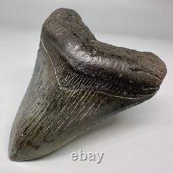 Solid Complete 3.70 Fossil MEGALODON Shark Tooth USA