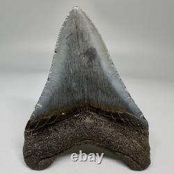 Solid Complete 3.70 Fossil MEGALODON Shark Tooth USA