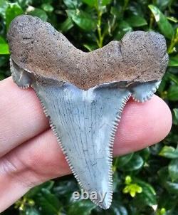 South Carolina Auriculatus Shark Tooth Fossil Megalodon Ancestor