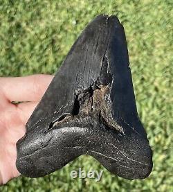 South Carolina Fossil Megalodon Sharks Tooth HUGE 5.1 Meg Meglodon Miocene