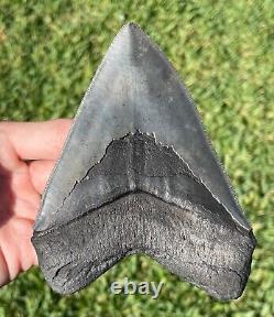 South Carolina Fossil Megalodon Sharks Tooth SERRATED 4.75 HUGE Meg Meglodon