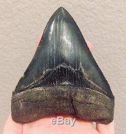 South Carolina Fossil Megalodon Tooth Museum Quality Fossil Shark Tooth 4 Inch