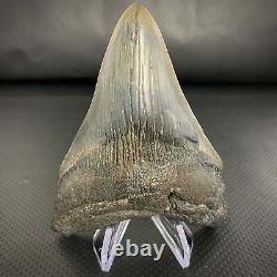 South Carolinian Megalodon Shark Tooth 4 11/16 Real Fossil