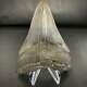South Carolinian Megalodon Shark Tooth 4 11/16 Real Fossil