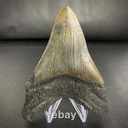 South Carolinian Megalodon Shark Tooth 4 11/16 Real Fossil
