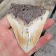South Pacific Ocean Megalodon Shark Tooth Rare Teeth, Rare Location- 3 7/8