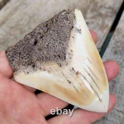 South Pacific Ocean Megalodon Shark Tooth Rare Teeth, Rare Location- 3 7/8