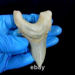 Special 3.14 IN Huge shark Otodus obliquus tooth Fossil Megalodon teeth