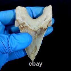 Special 3.14 IN Huge shark Otodus obliquus tooth Fossil Megalodon teeth