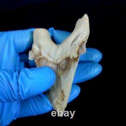Special 3.14 IN Huge shark Otodus obliquus tooth Fossil Megalodon teeth