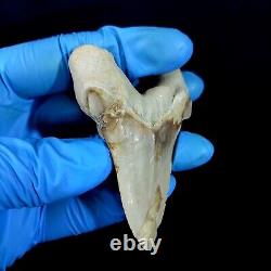 Special 3.14 IN Huge shark Otodus obliquus tooth Fossil Megalodon teeth