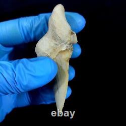 Special 3.14 IN Huge shark Otodus obliquus tooth Fossil Megalodon teeth