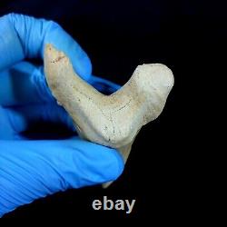 Special 3.14 IN Huge shark Otodus obliquus tooth Fossil Megalodon teeth
