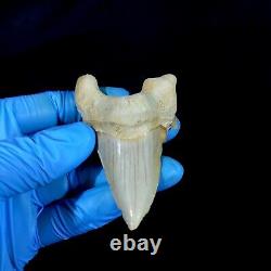 Special 3.14 IN Huge shark Otodus obliquus tooth Fossil Megalodon teeth