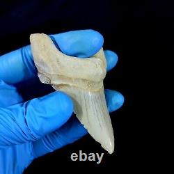 Special 3.14 IN Huge shark Otodus obliquus tooth Fossil Megalodon teeth