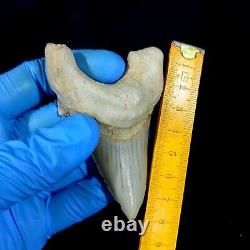 Special 3.14 IN Huge shark Otodus obliquus tooth Fossil Megalodon teeth