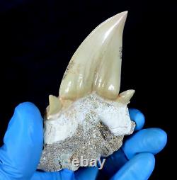 Special 3.14 IN Huge shark Otodus obliquus tooth in matrix Megalodon teeth