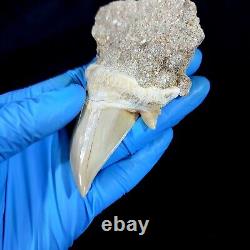 Special 3.14 IN Huge shark Otodus obliquus tooth in matrix Megalodon teeth