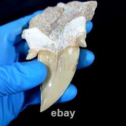 Special 3.14 IN Huge shark Otodus obliquus tooth in matrix Megalodon teeth