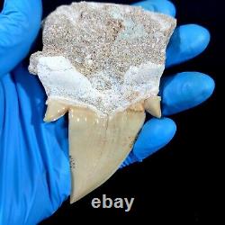 Special 3.14 IN Huge shark Otodus obliquus tooth in matrix Megalodon teeth