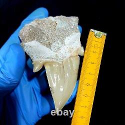 Special 3.14 IN Huge shark Otodus obliquus tooth in matrix Megalodon teeth