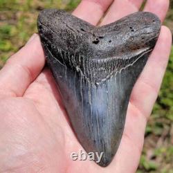 Spectacular 4.5 Inch Megalodon Shark Tooth Unearth Ancient Marvels