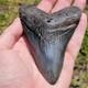 Spectacular 4.5 Inch Megalodon Shark Tooth Unearth Ancient Marvels