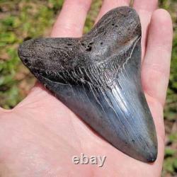 Spectacular 4.5 Inch Megalodon Shark Tooth Unearth Ancient Marvels