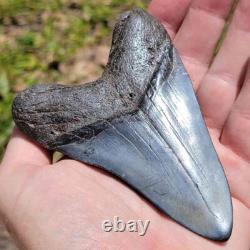 Spectacular 4.5 Inch Megalodon Shark Tooth Unearth Ancient Marvels