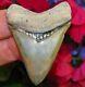 Spectacular Bone Valley Megalodon Tooth Florida Fossil Shark Teeth Gem