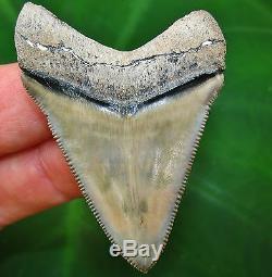 Spectacular Bone Valley Megalodon Tooth Florida fossil Shark teeth gem