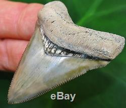 Spectacular Bone Valley Megalodon Tooth Florida fossil Shark teeth gem