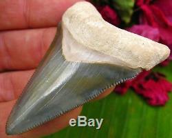 Spectacular Bone Valley Megalodon Tooth Florida fossil Shark teeth gem MEG