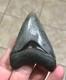 Splendidly Beautiful & Nicely Patterned Upper -3.02-megalodon Sharktooth Fossil